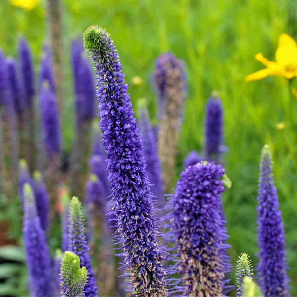 Veronica spicata 'Icicle' ---